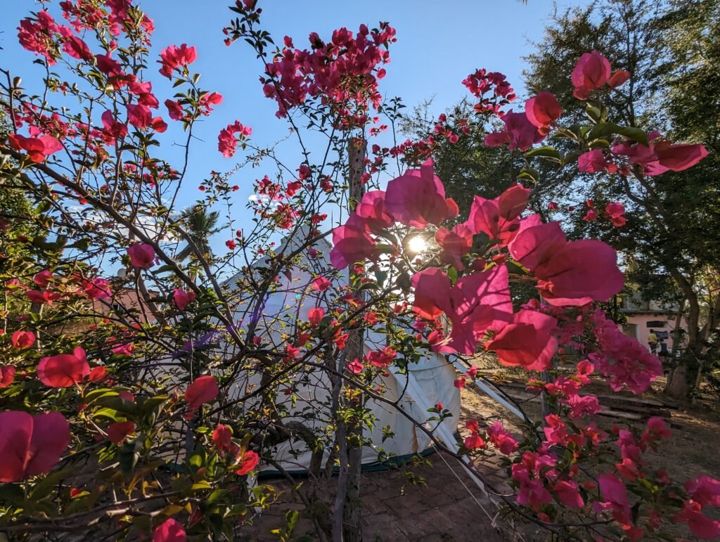 bougainvillea 
